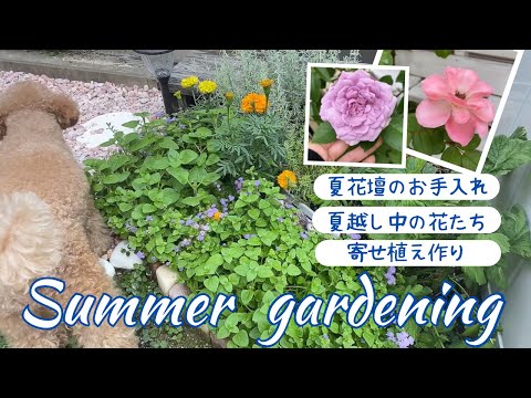 夏の庭仕事 夏越し中のお花たち 寄せ植え作り 西側花壇のお手入れ トピアリー作り Youtube