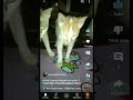 tingkah laku almarhum maryam dan anak ketika masih hidup#catlover