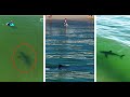 Great white shark approaches a young swimmer