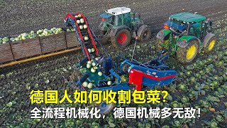 德国机械多无敌看看他们收割包菜全流程机械化真先进