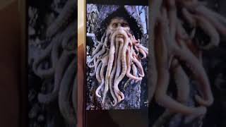 Davy jones🤣🤣🤣🤣