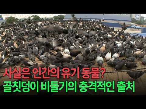 한때는 평화의 상징이었는데.. 도심의 천덕꾸러기가 된 비둘기 뒤에 숨겨진 씁쓸한 진실 [환경스페셜-도시 비둘기 공존을 꿈꾸다] / KBS 20090909 방송 thumbnail