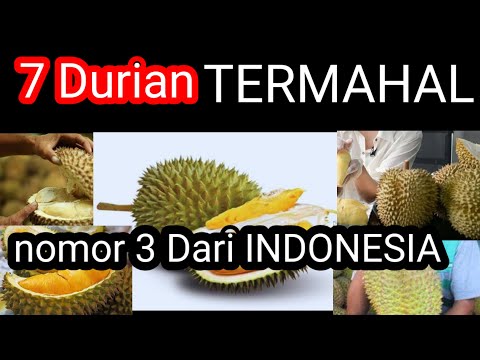 Durian Super Enak