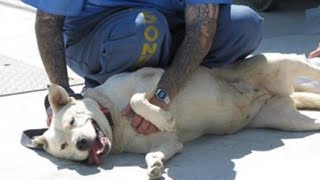Inmates Care for Deaf Dogs Threatened by Sand Fire