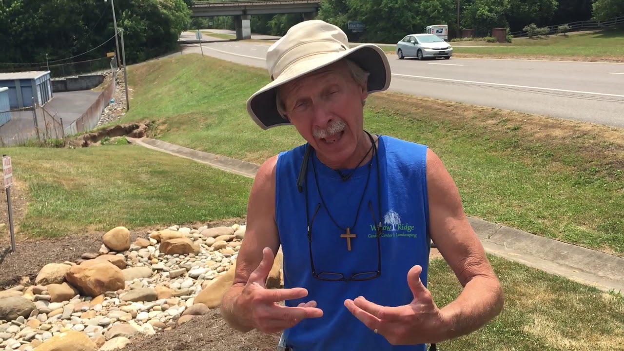 Dog Vomit Fungus YouTube