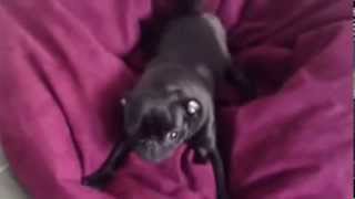 Mops schwarz rocky nr.1