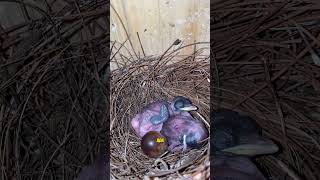 Download Lagu Harvesting F3 Borneo Murai Batu Chicks from Parent Feed #muraibatu #muraibatu breeding #muraibatu... MP3