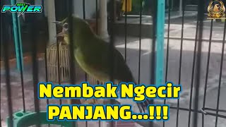 Pleci Materi begini Bikin DOWN lawan digantangan