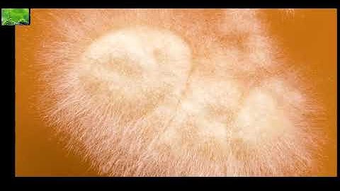 Sự biến đối kì diệu của nấm móc