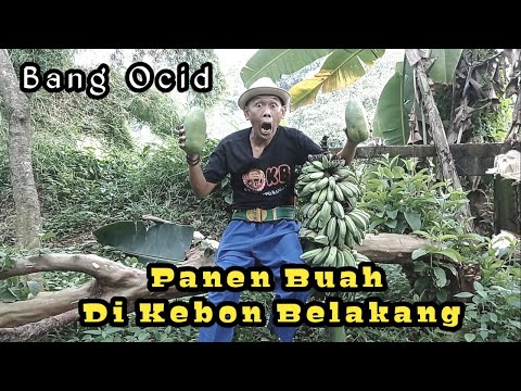 Panen Buah Di Kebon Belakang