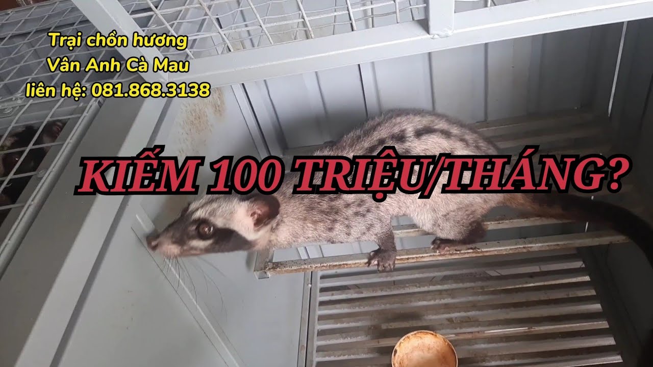 Cách Chăm Sóc Chồn Hương Baby Chuẩn - Trại Chồn Hương Vân Anh Cà Mau