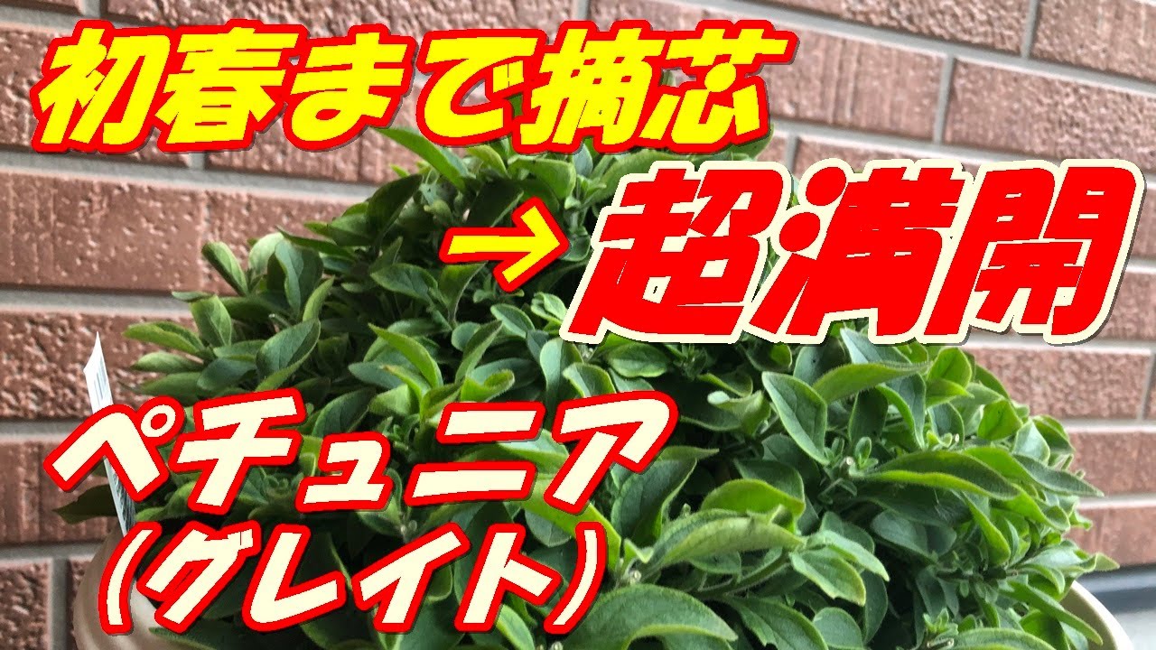 ペチュニア グレイト の摘芯2回目 Youtube