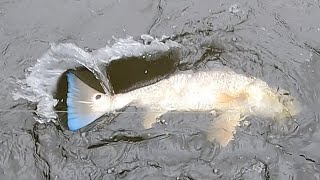 Redfish in the New River NC |#kayakfishing #fishing #redfish