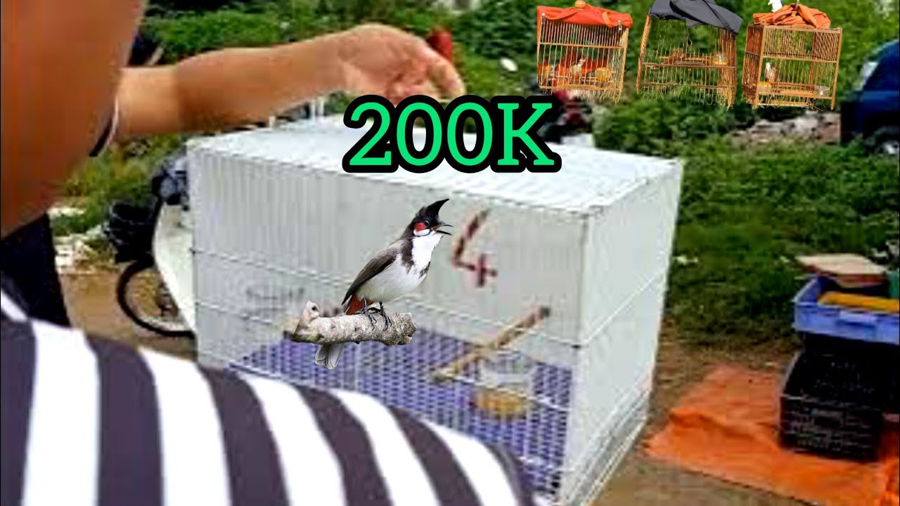 CHỢ CHIM NÀY CHÀO MÀO CHỈ 200K