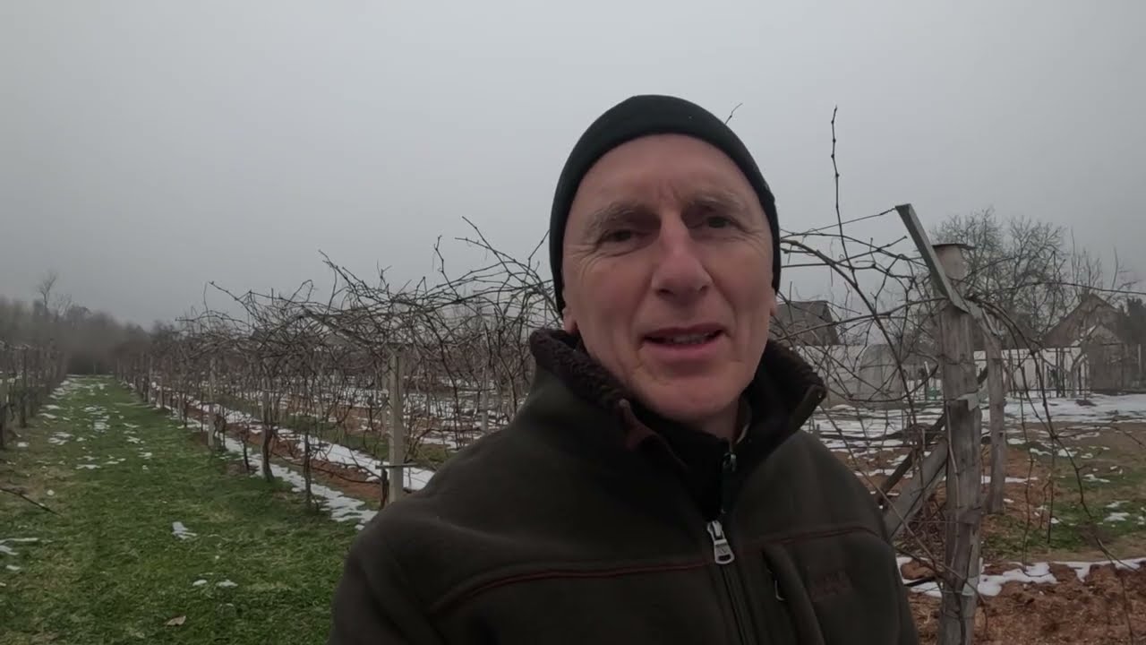 Szőlő előmetszése 2026. 01. 24., az előző termőév tanulságai