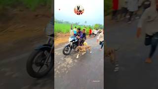 kolhapur dog race || dog res || Dog racing kolhapur || #shorts