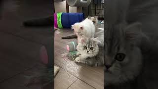 Kittens having fun
