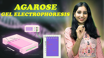 AGAROSE GEL ELECTROPHORESIS I Technique ( Complete Details)