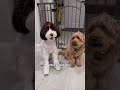 Types of Doodle Dogs!