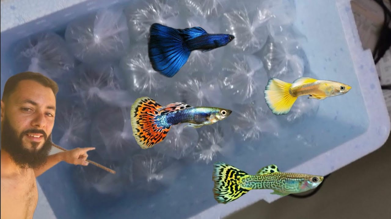 Comprei mais de 300 reais peixes guppys de linhagem (Adquiri com neto guppys maior criador)