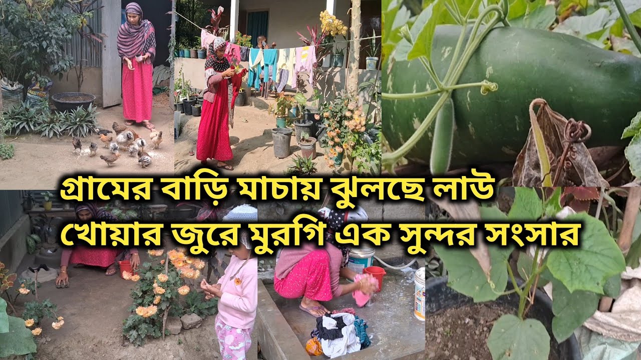 গ্রামের বাড়ি মাচায় ঝুলছে লাউ খোয়ার জুরে মুরগি এক সুন্দর সংসার ll Village life 