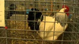 Expo avicole Guingamp 2011 P2.AVI