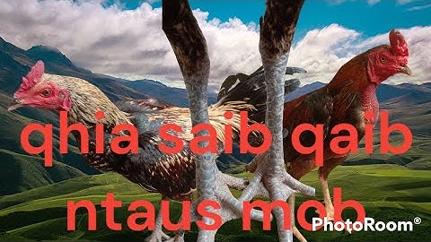 qhia saib txog tu qaib ntaus mob