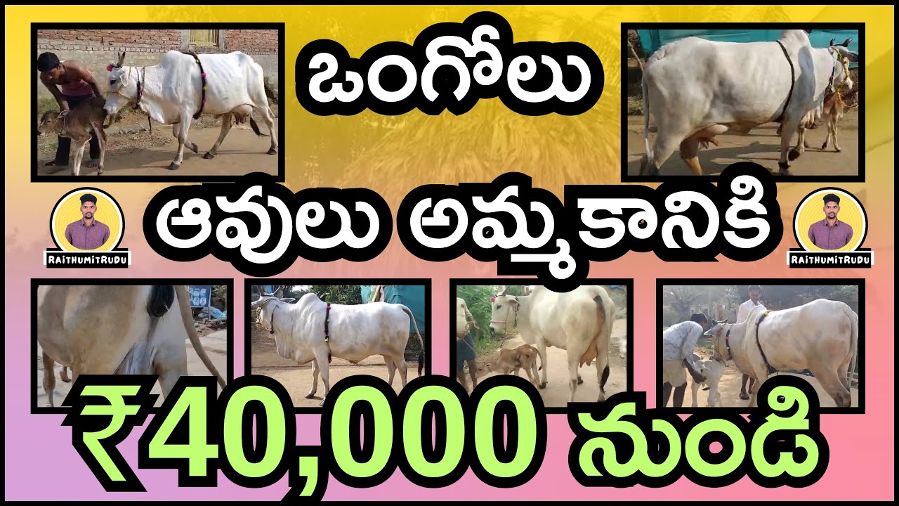Ongole Cows for Sale | 5–8 Litres Milk | Affordable Price 40k to 90k | Ramesh Dairy Farm