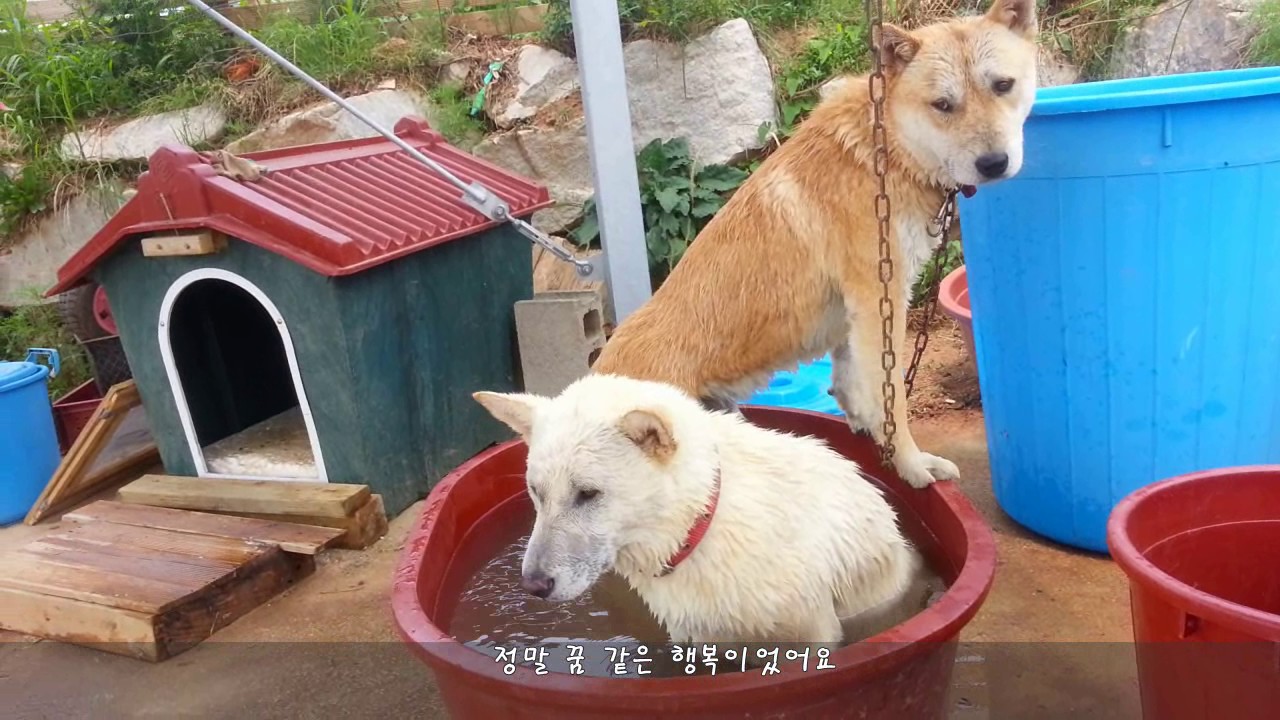 Dog couple's gag parody, 