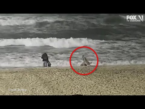 Video shows moment coyote attacks toddler on Huntington Beach