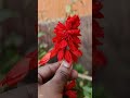 beautiful flower 🌹💞#love #song