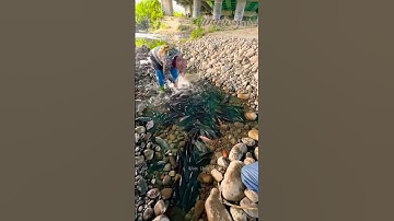 Cá Lớn - Vũng nước đọng dưới gầm cầu cạn p3 😱 #khacthuyvlogg