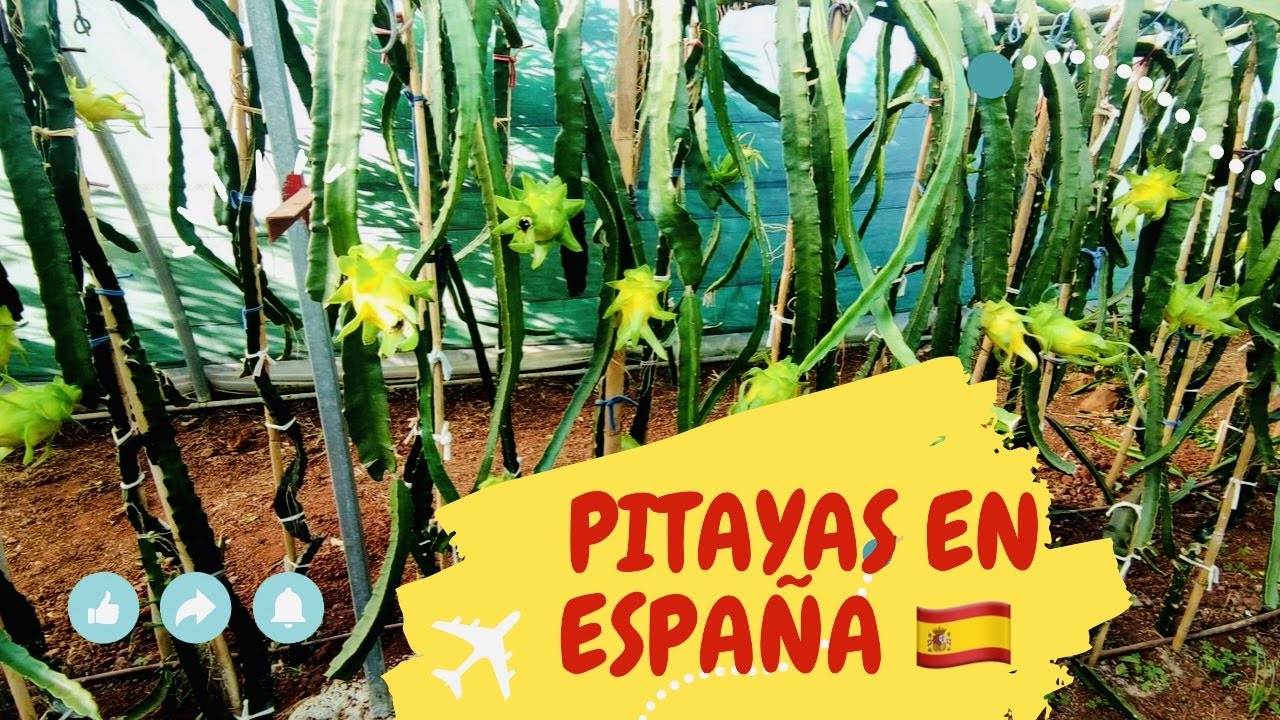 RUTA DE LA PITAYA EN ESPAÑA VALENCIA 🤠