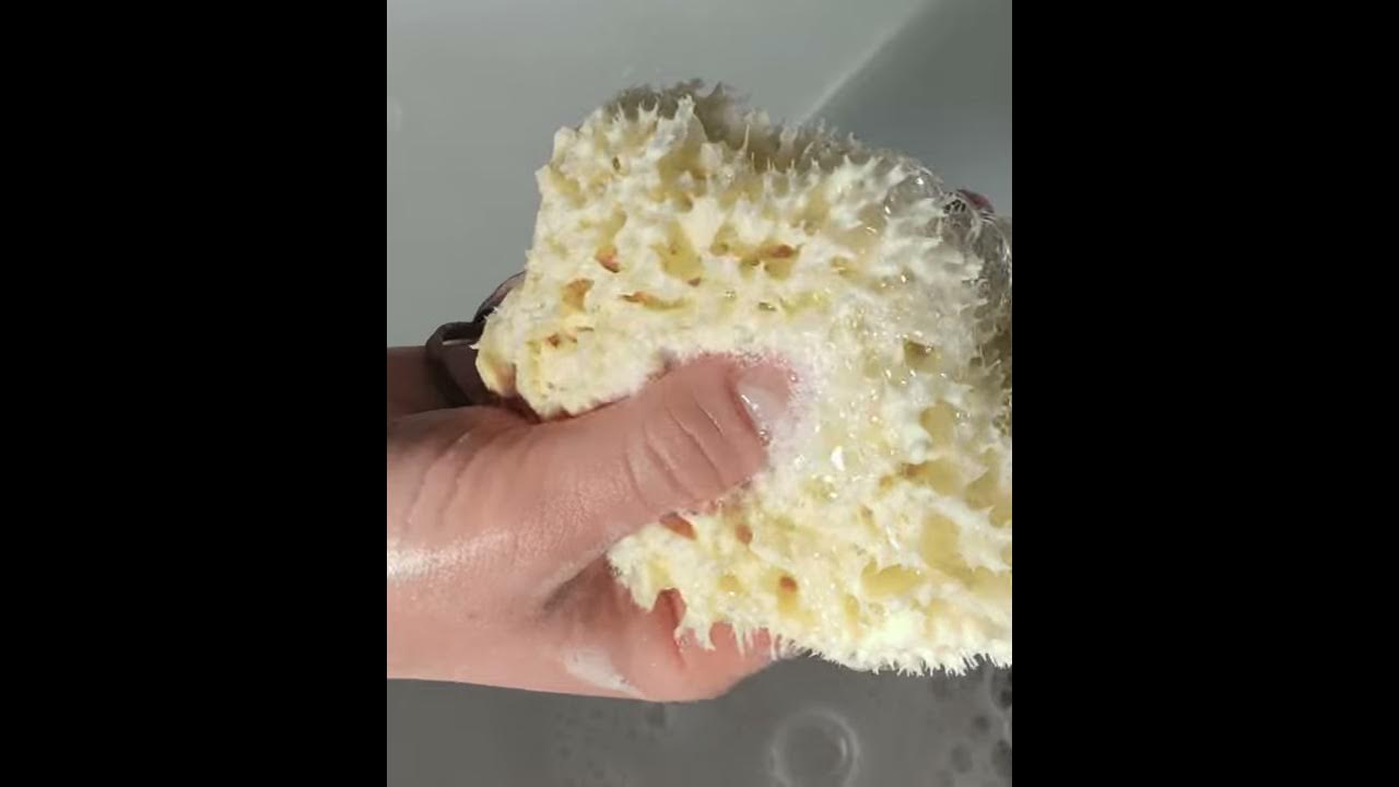 E/V Nautilus Video Bite: Beautifully Bright Sea Sponge 