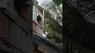 RBW MINI BEKAS KANDANG AYAM
