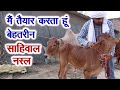 गजब खासियत है देसी गाय की साहिवाल नस्ल में, इसलिए करता हूं ब्रीडिंग. Desi Cow Sahiwal Breeder