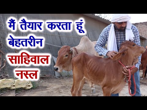 वीडियो: एक नई नस्ल कैसे पैदा करें