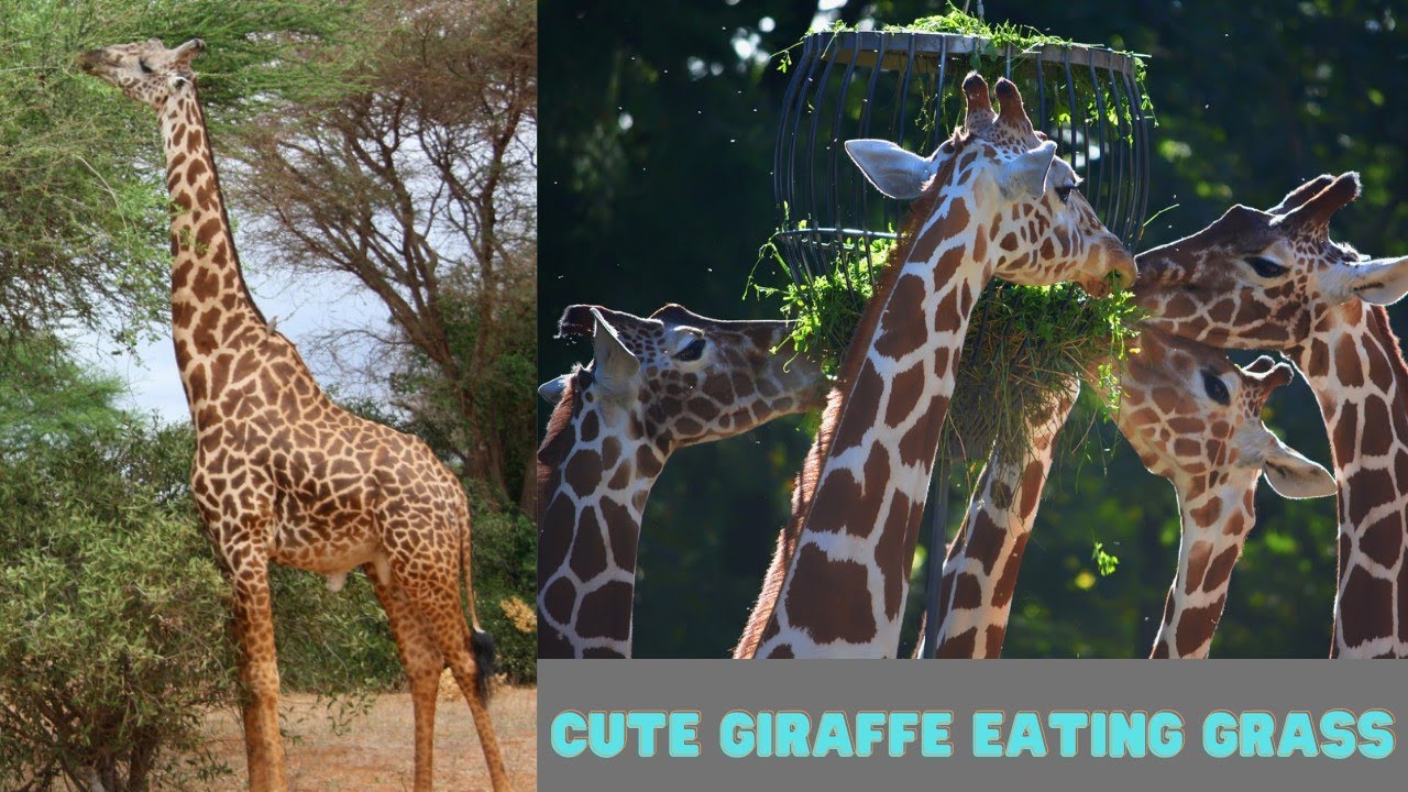 Giraffe eating grass Feeding Giraffes at National Zoo of Bangladesh