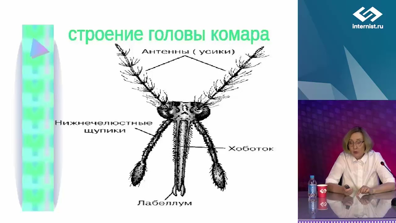 Аллергия на укусы комаров