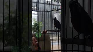 Konin Tembakan Jinjing Petulak