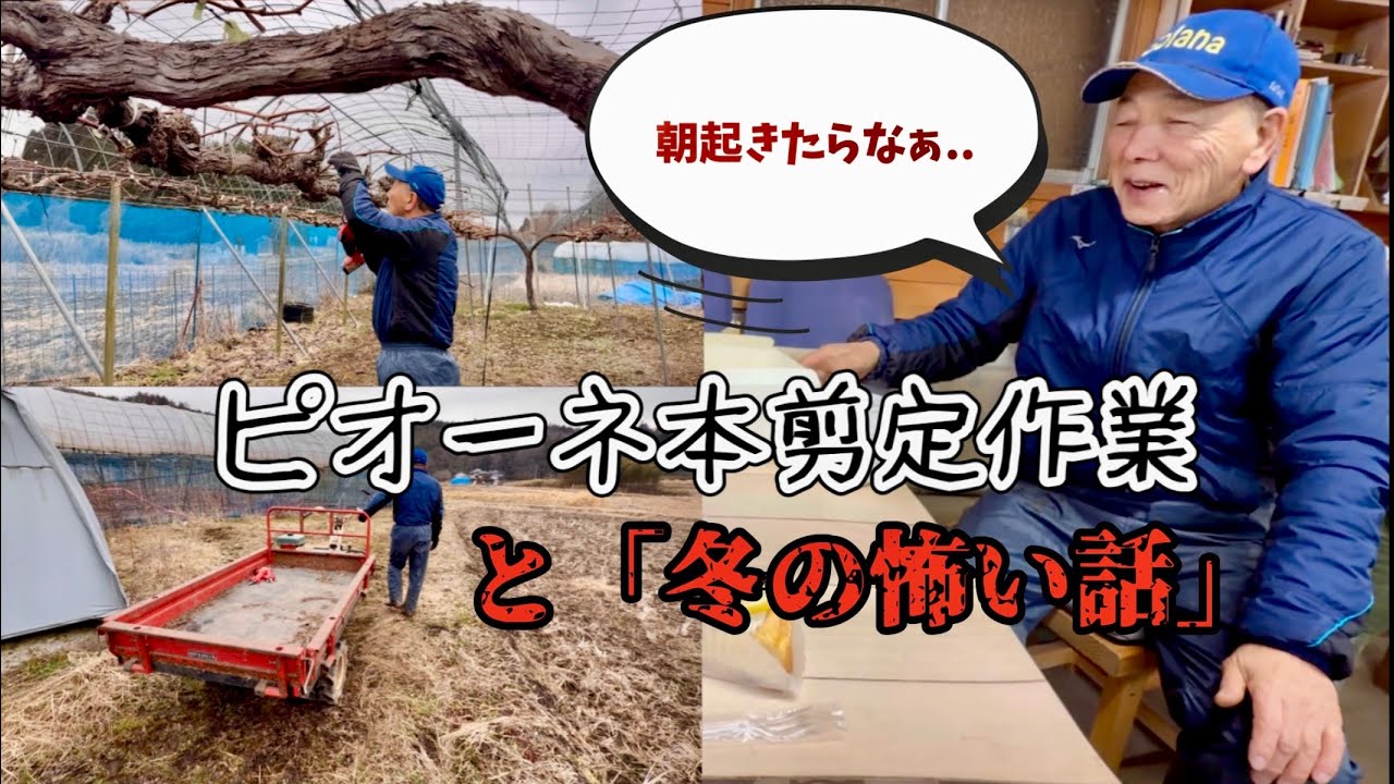 ピオーネ本剪定作業 と「冬の怖い話」