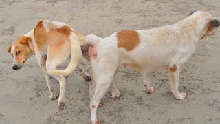 German shepherd &amp; Asian dogs mating. Canines reproductive life. Healthy move to fertilize female dog