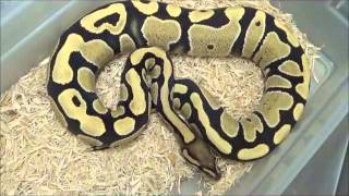 Boa Basement-Doug Matuszak: Desert Ghost ball python project