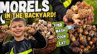Found MORELS in My Backyard… So We Ate Them 🍄