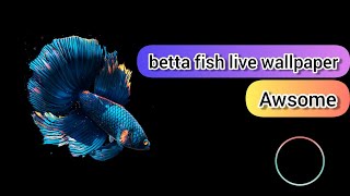 Betta fish in your phone | best 2019 screenshot 3