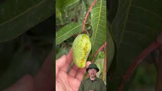 Cần hỗ trợ gọi em 0372781896 🌳 #kỹthuậttrồngtrọt #nôngdân #nongnghiep