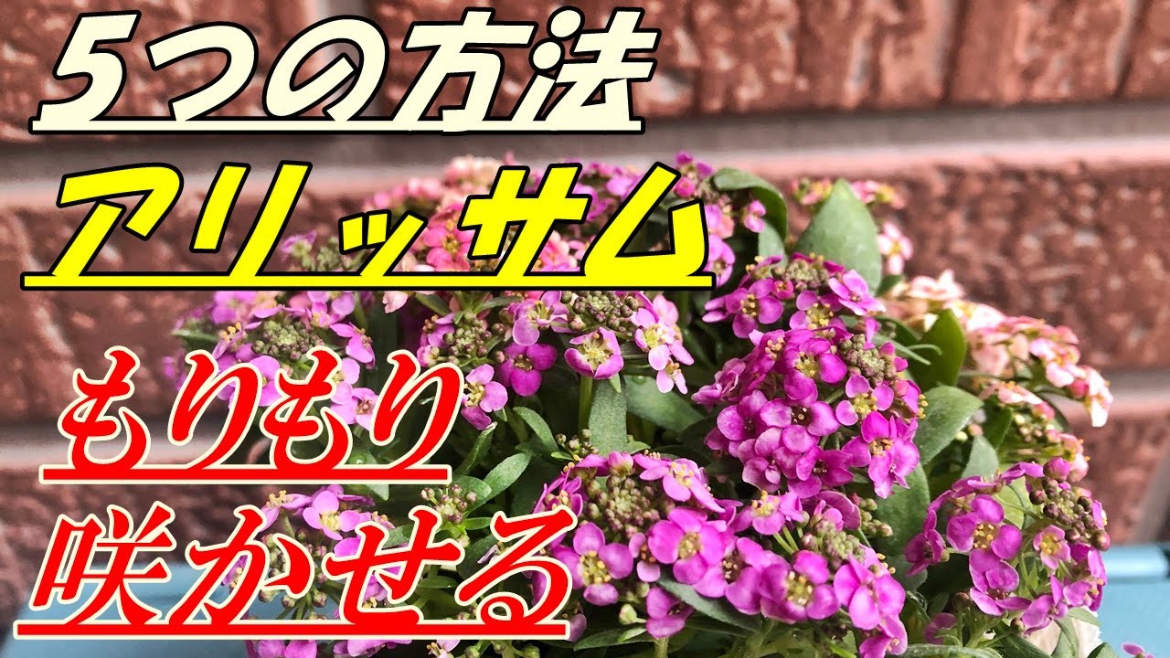 花】アリッサム(ミックス)の育て方・植え付け - YouTube