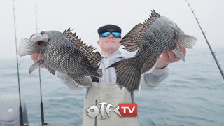 NC Black Sea Bass Catch and Cook