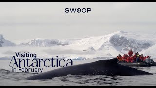 Visiting Antarctica in February: All you need to know