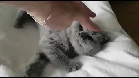 Video 2578831: british shorthair, cattery calmcat, calmcat uk